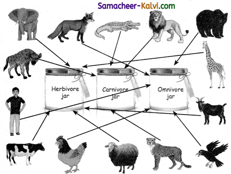 Samacheer Kalvi 3rd Standard Science Guide Term 3 Chapter 2 Animal Life 26