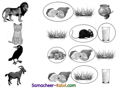 Samacheer Kalvi 3rd Standard Science Guide Term 3 Chapter 2 Animal Life 28