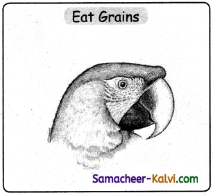Samacheer Kalvi 3rd Standard Science Guide Term 3 Chapter 2 Animal Life 32