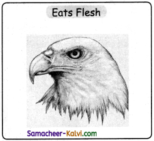 Samacheer Kalvi 3rd Standard Science Guide Term 3 Chapter 2 Animal Life 34